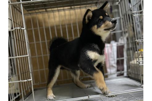 販売中の鹿児島県の豆柴-380247の2枚目